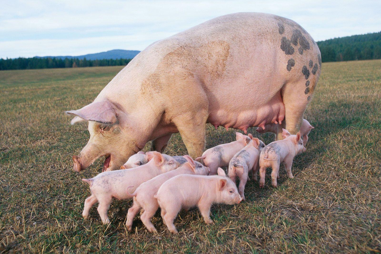 Yes, I grew up raising PIGS. Farming. Pig wallpaper