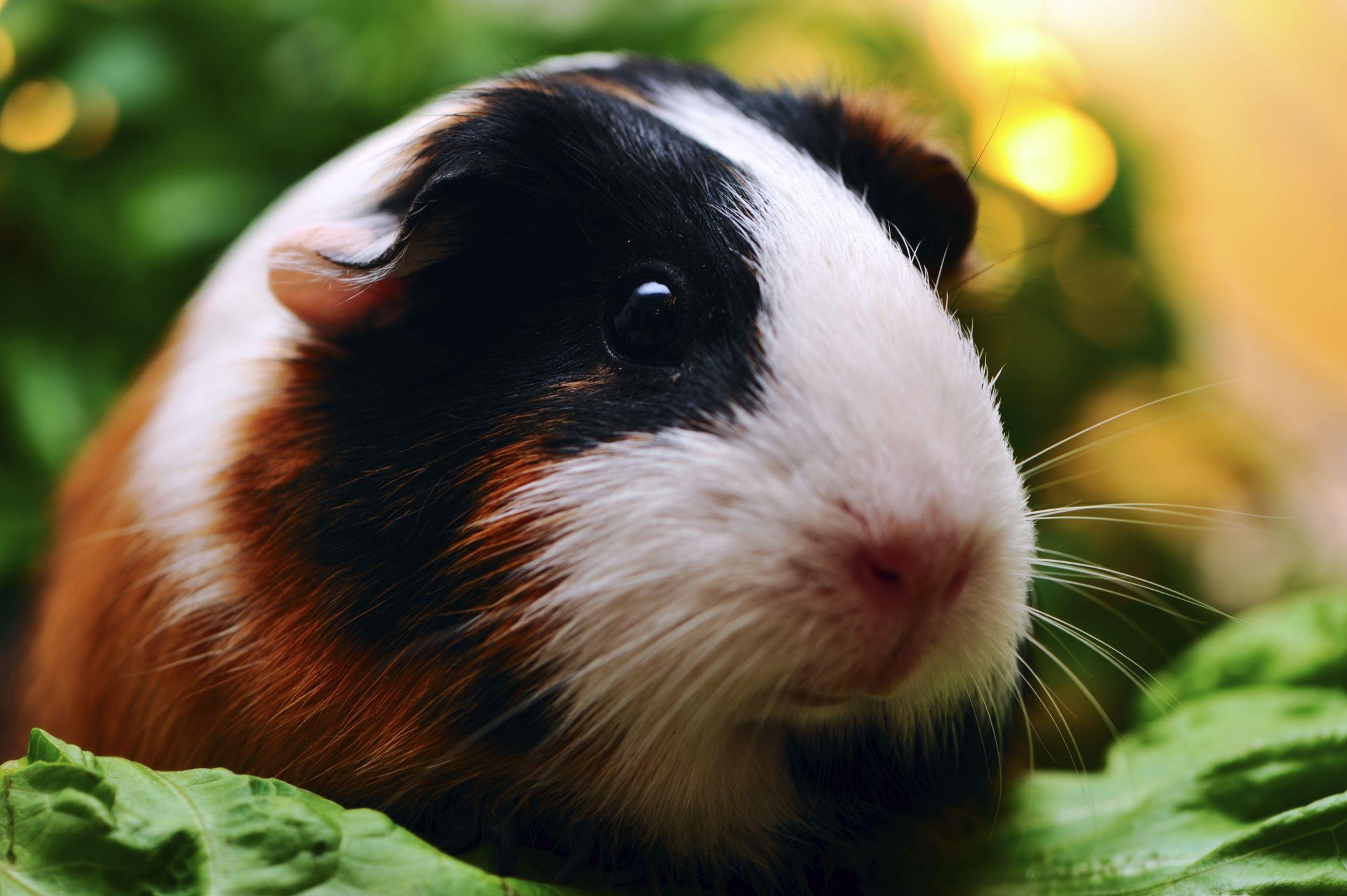 Picture Of Guinea Pigs, Best Guinea Pigs Wallpaper in High