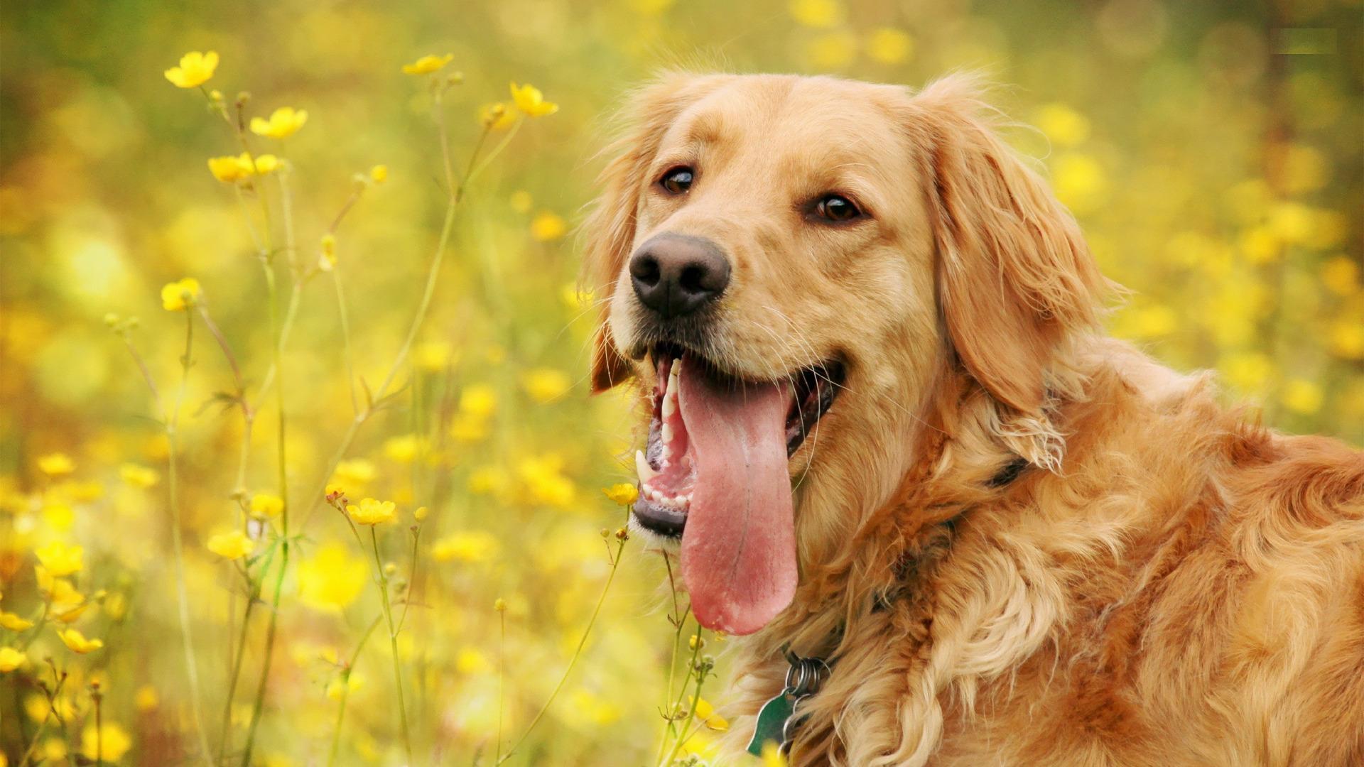 Golden Retriever Dogs High Definition Wallpaper
