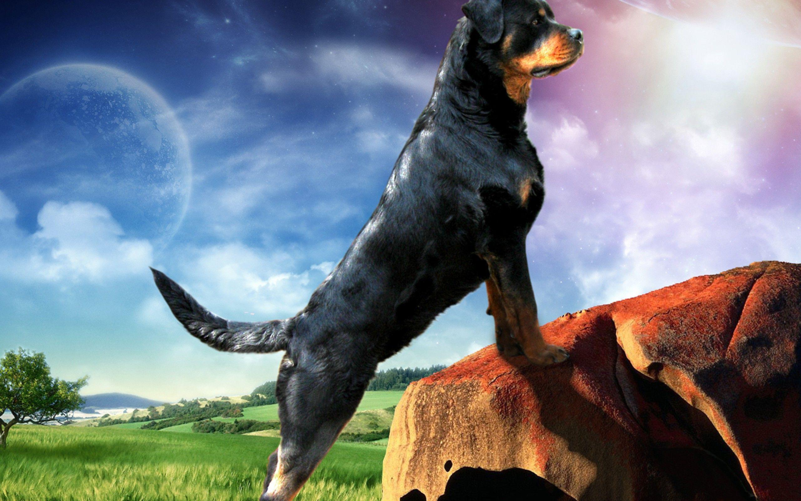 V.281: Rottweiler Dogs Wallpaper, HD Image of Rottweiler Dogs