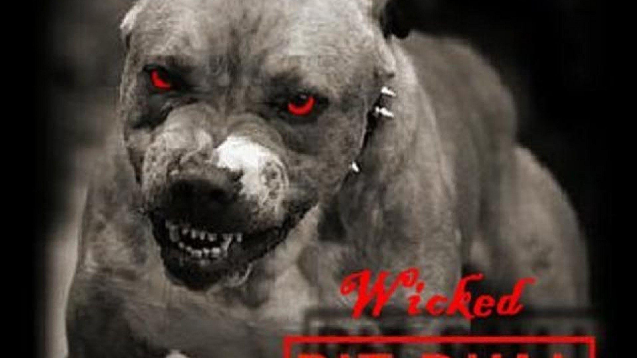 Pitbull Dog Wallpaper, Live Pitbull Dog Background (48), PC, W.Web