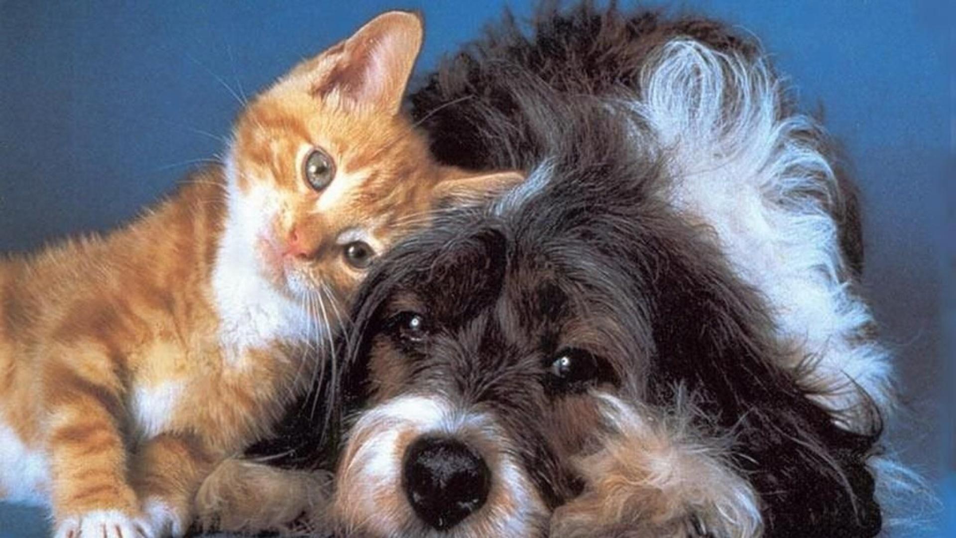 Cat & Dog Wallpaper, Picture, Image