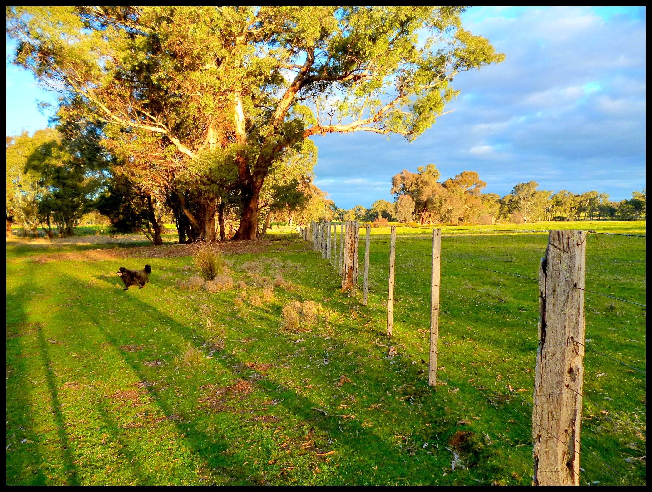 Field: Grass Greener Field Australian Nature Rural Fence Summer