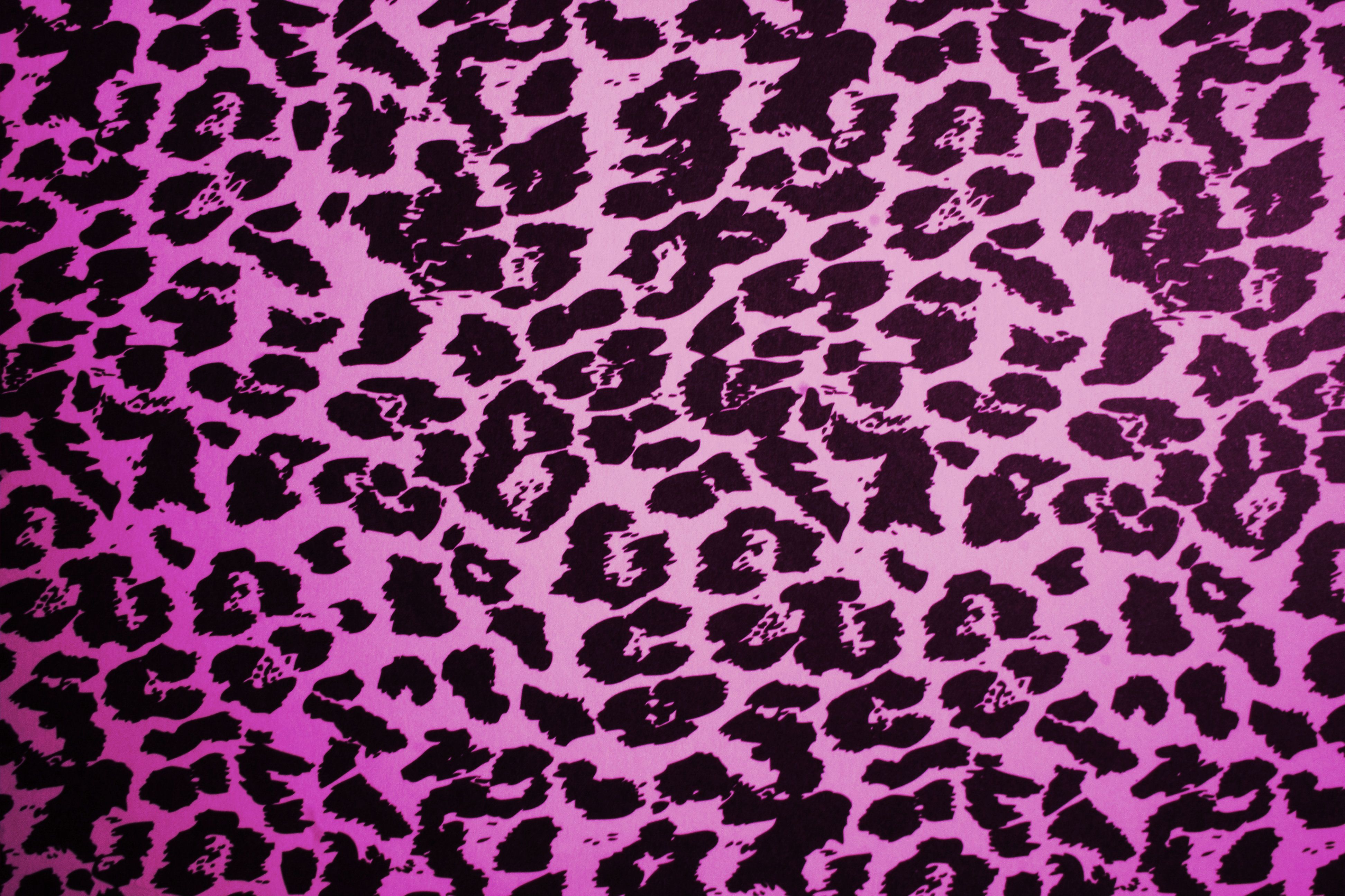 Pink Animal Print Leopard Image at 3888×2592 High Resolution in HD