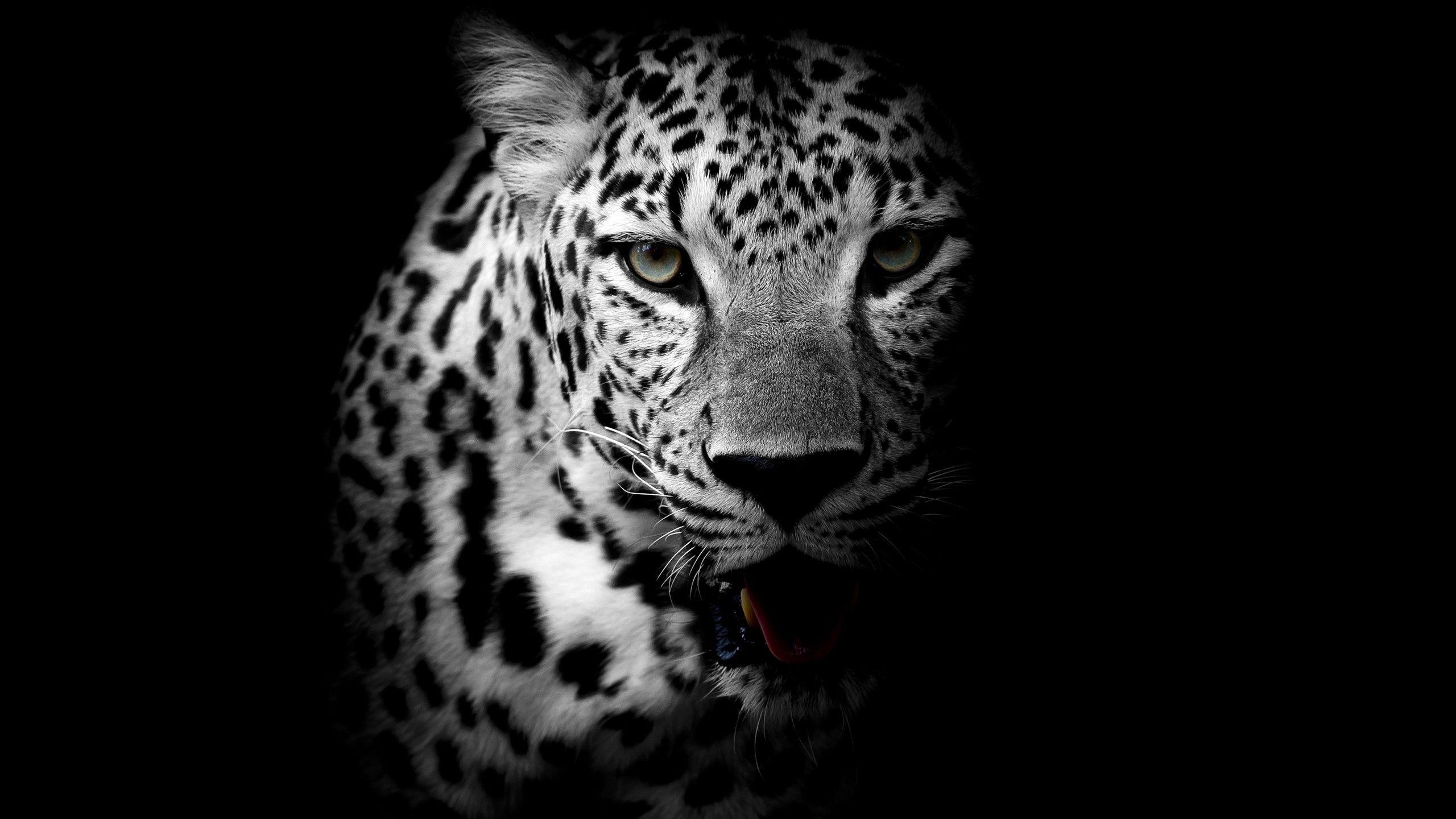 Leopard Background
