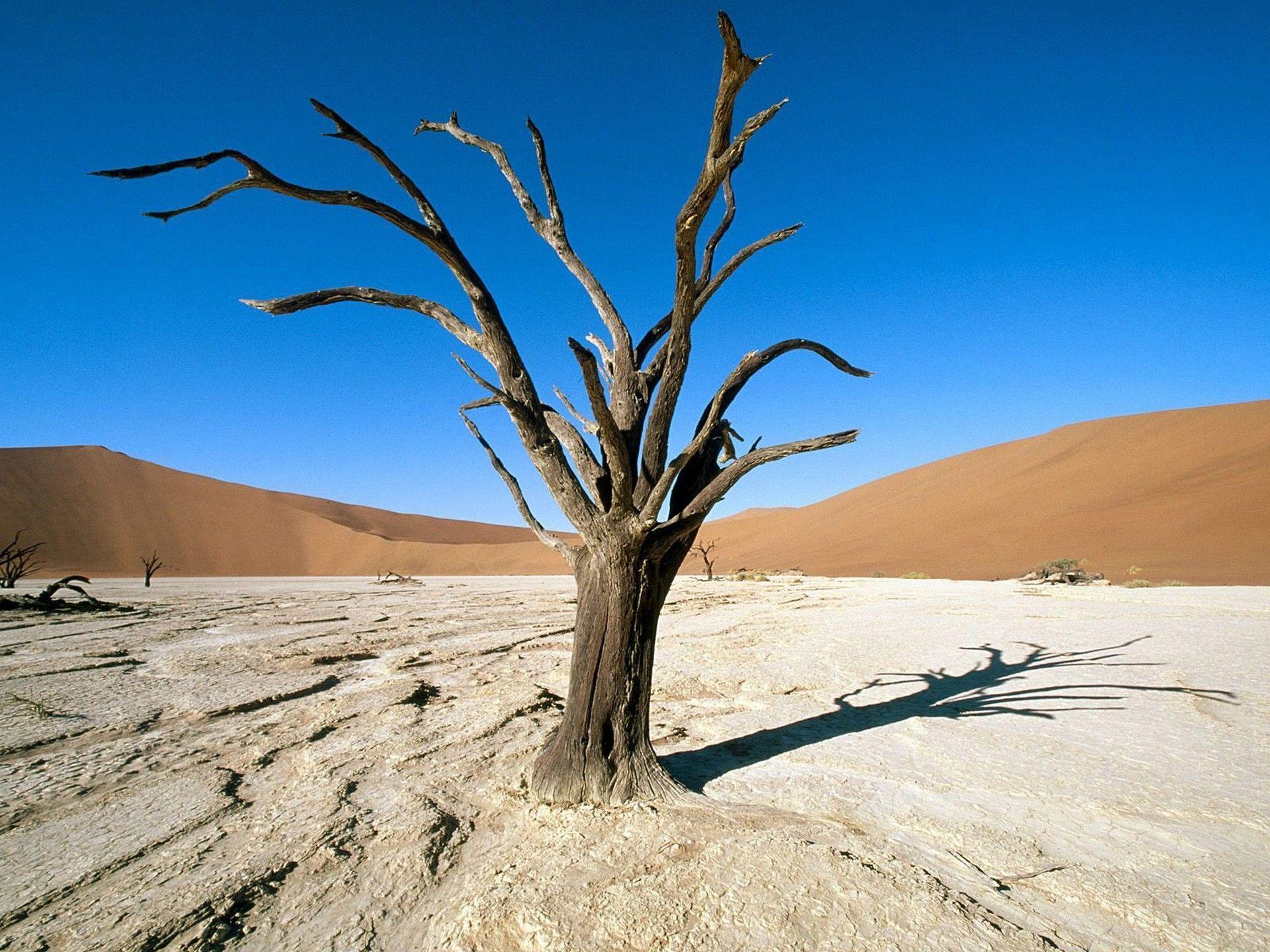 Nature: Namib Naukluft Park, Namib Desert, Namibia, Africa
