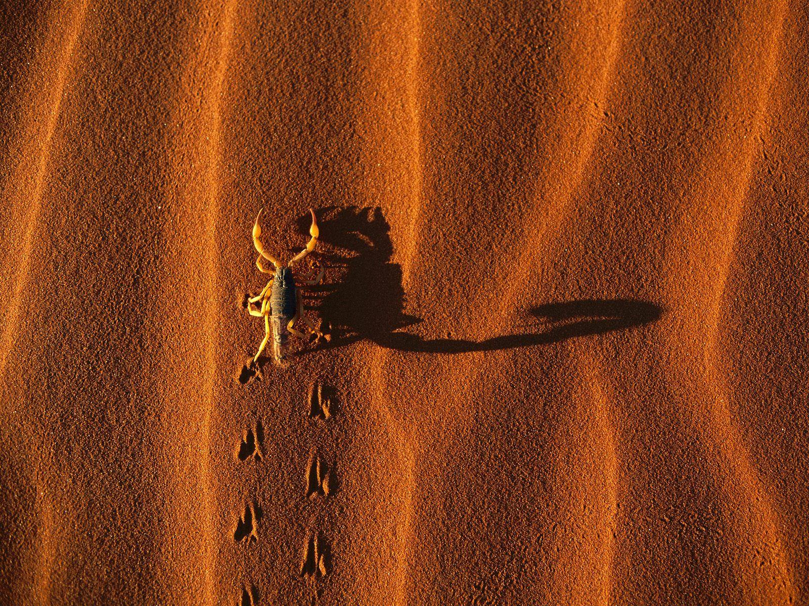 Shadow Casting Scorpion, Namib Naukluft National Park, Namibia