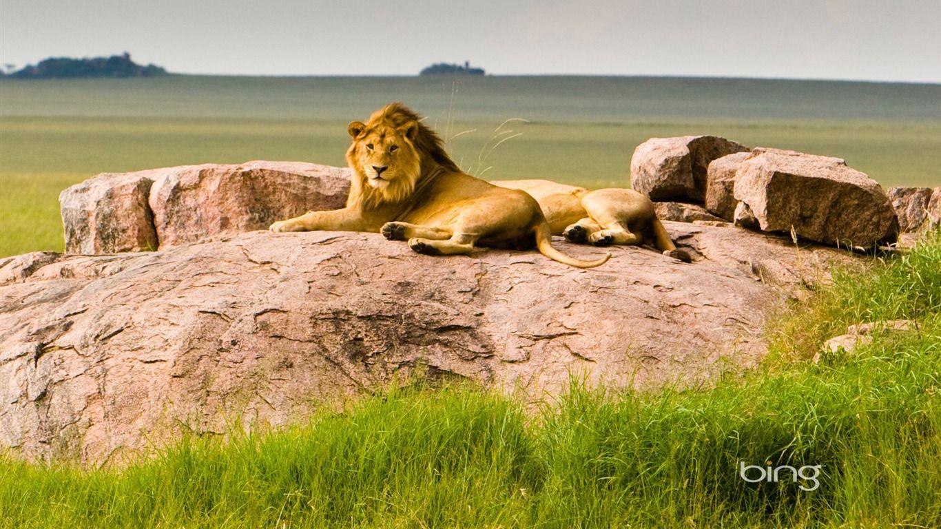 Tanzania Serengeti National Park Lions Bing Wallpaper Preview