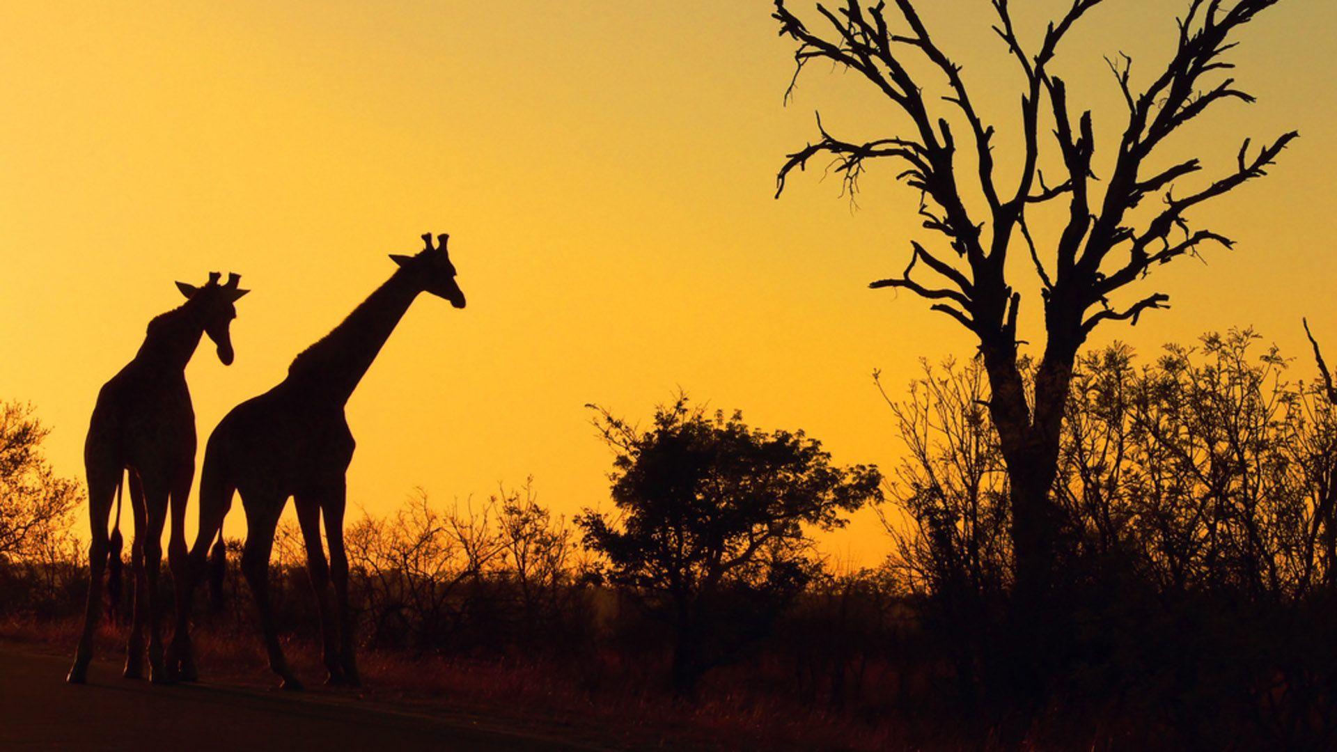 Safari, Africa, Giraffes, Nature, Sunset Wallpaper