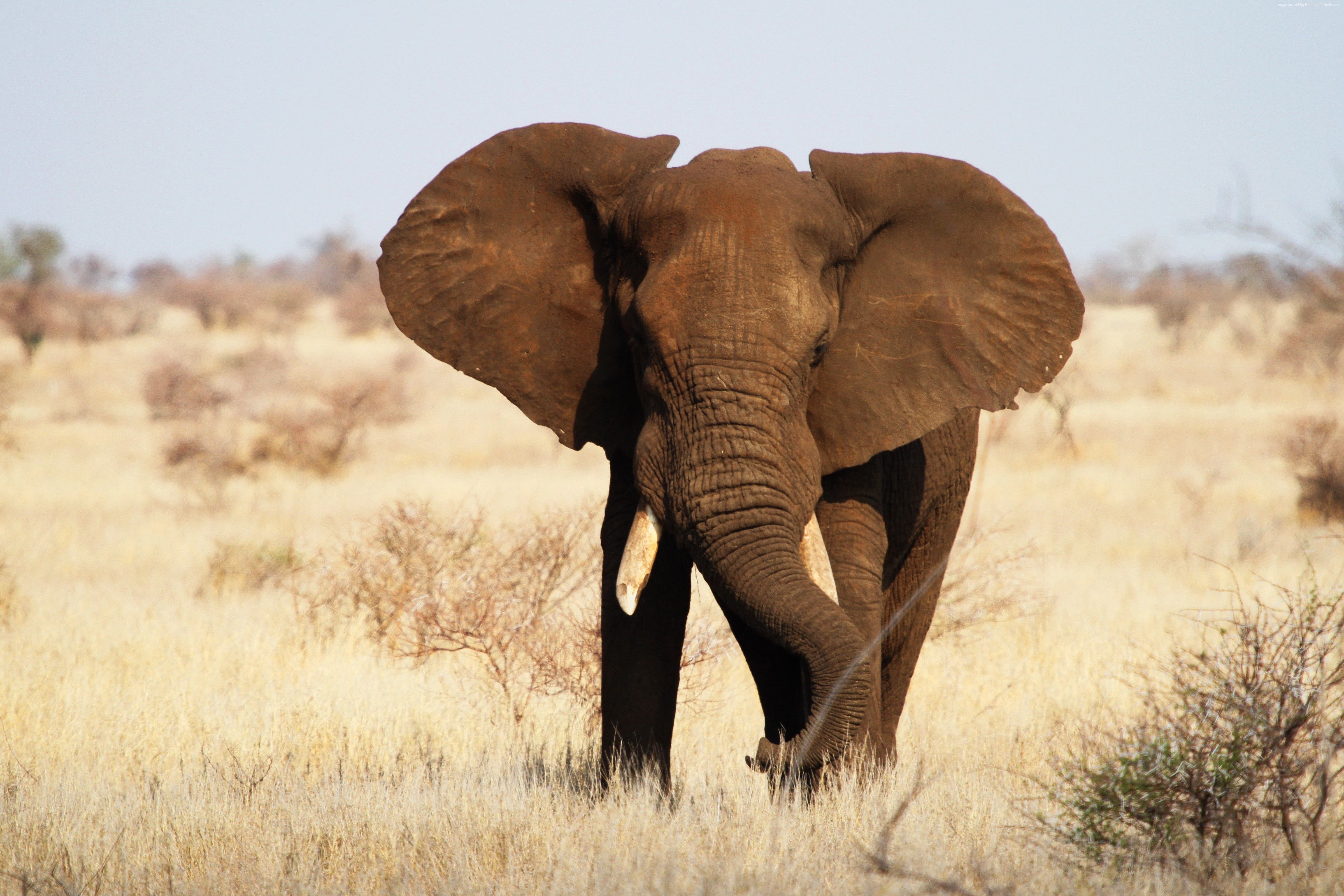 Kruger National Park Wallpapers Wallpaper Cave