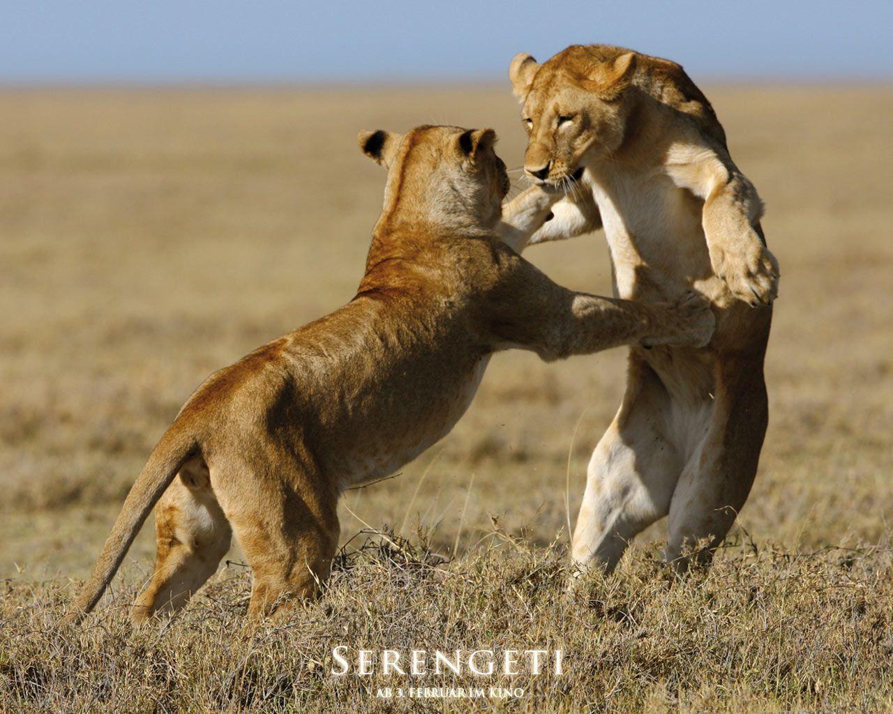 Serengeti Wallpaper Suche. Big Cats. Cat