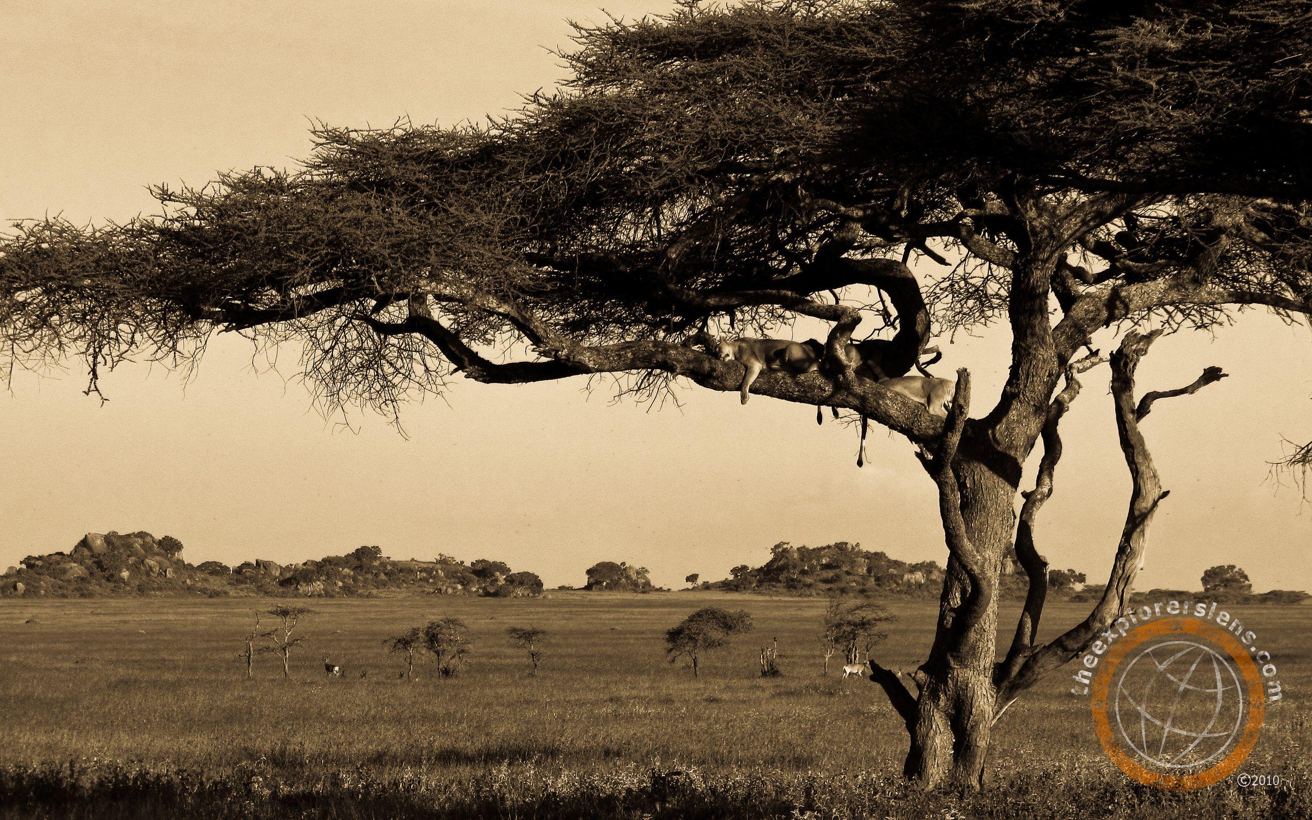 Serengeti Wallpaper. HD Wallpaper Pulse