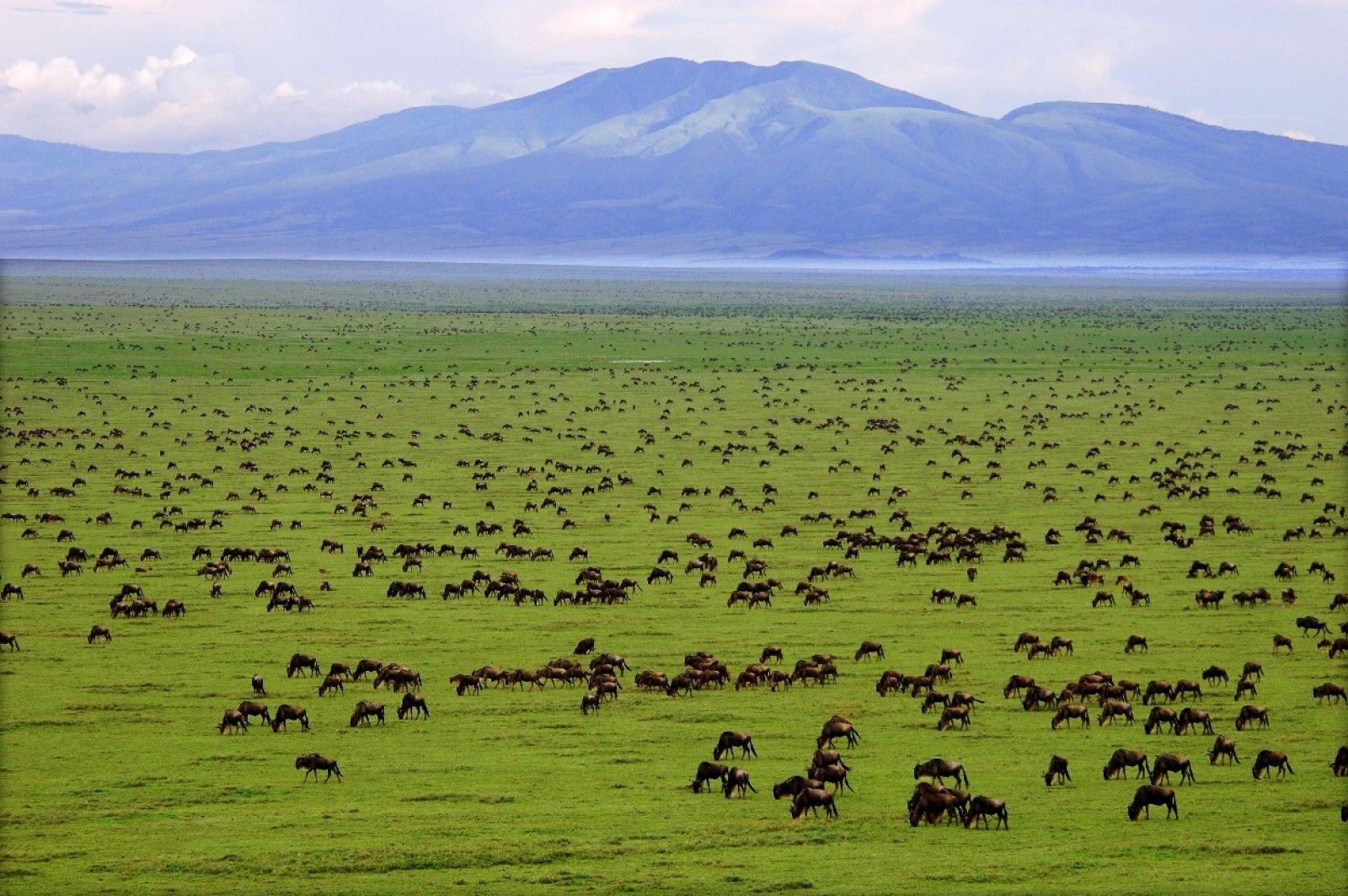 Great Serengeti National Pack Best Design For You
