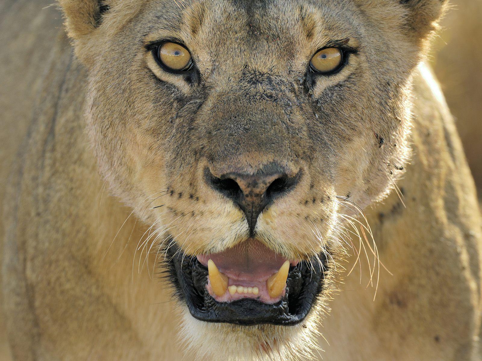 Animals: Female African Lion, Serengeti National Park, Tanzania