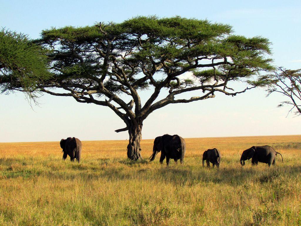Elephants National Park safari, Afr