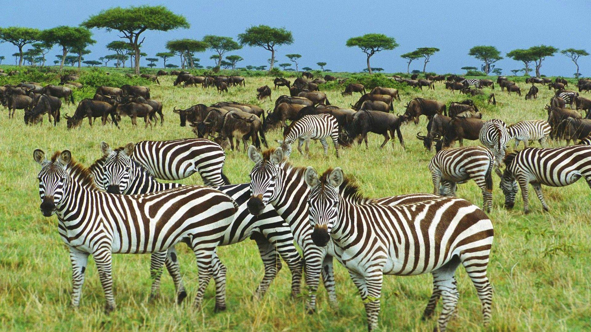 Serengeti National Park Wallpaper