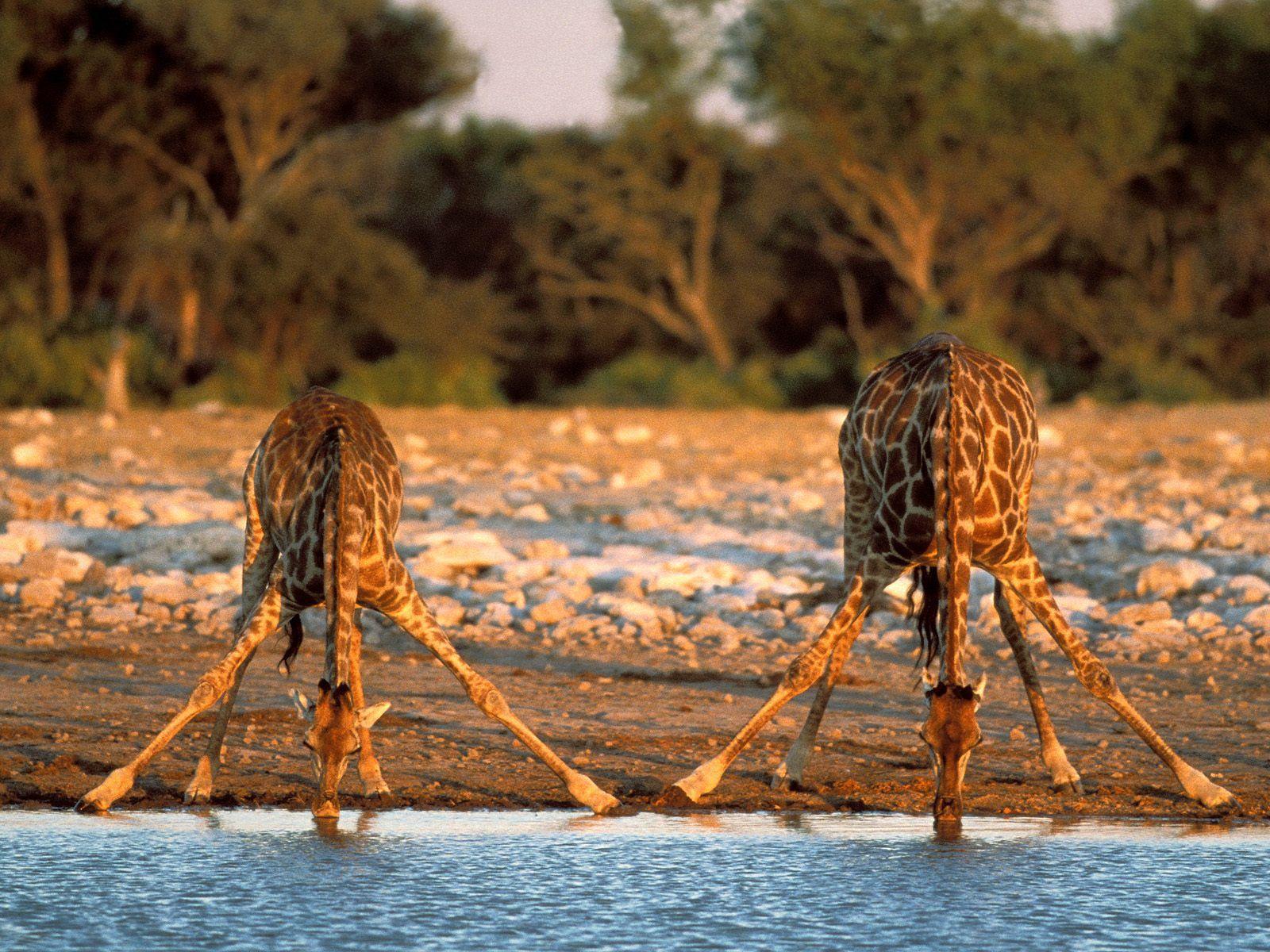 Africa National Park. Fun Animals Wiki, Videos, Picture, Stories