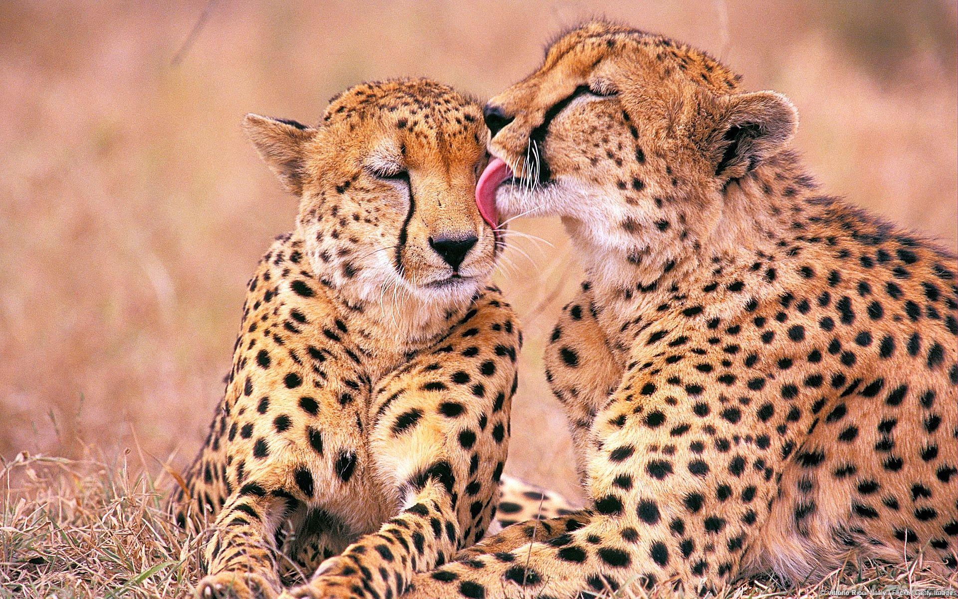 Cheetahs (Acinonyx jubatus), Kruger National Park, South Africa