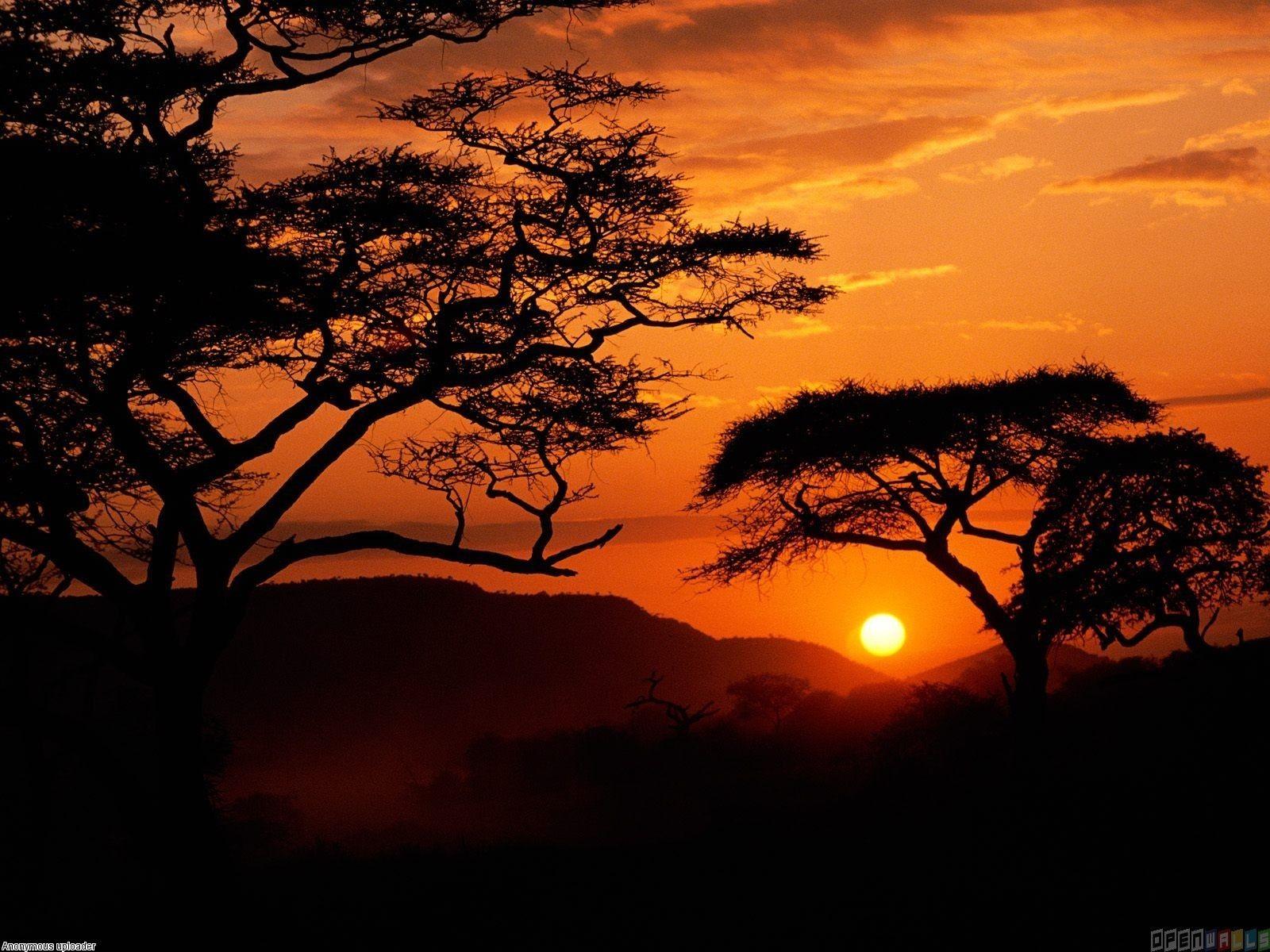 Serengeti national park sunset, tanzania wallpaper