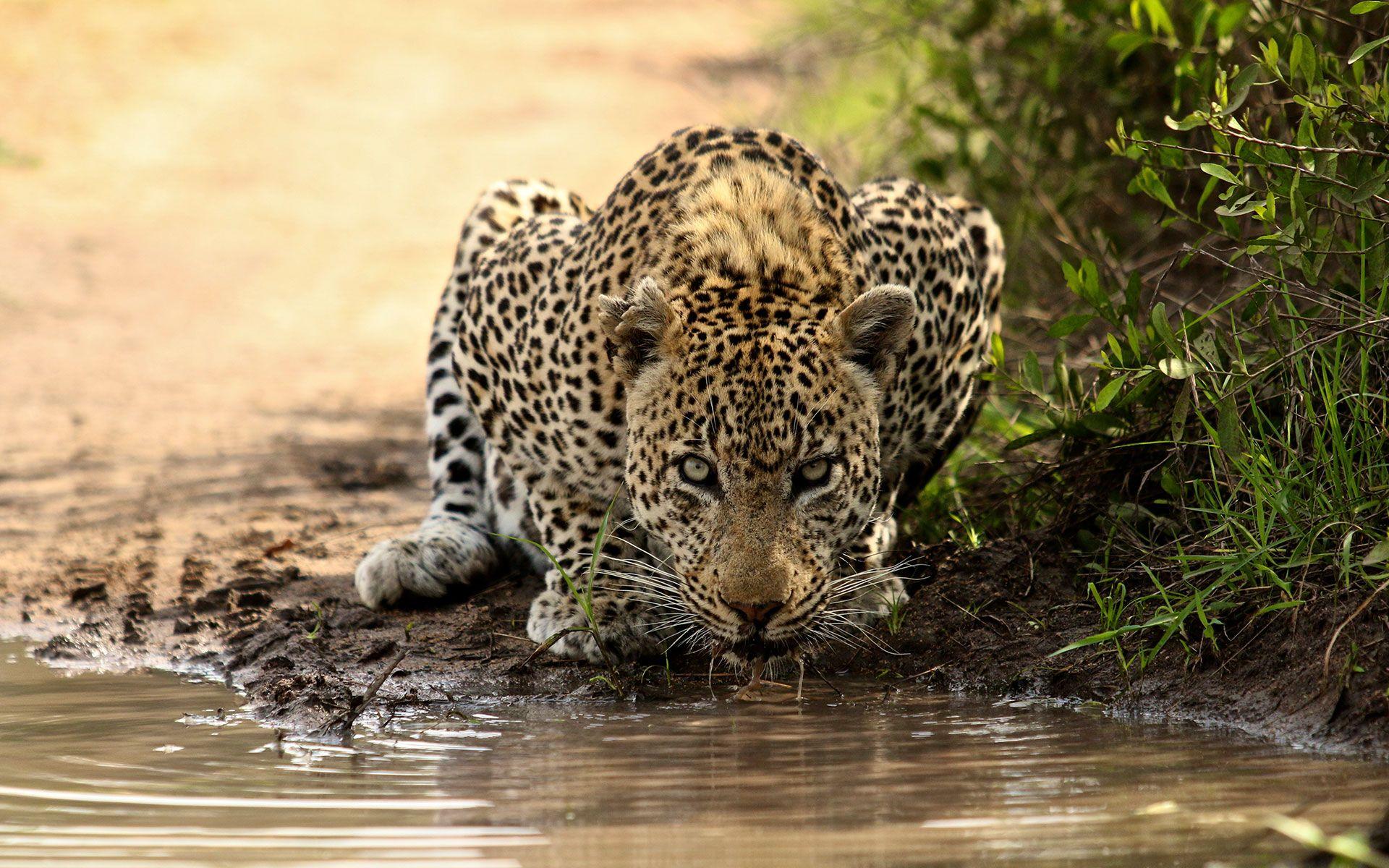 Kruger National Park Wallpapers - Wallpaper Cave