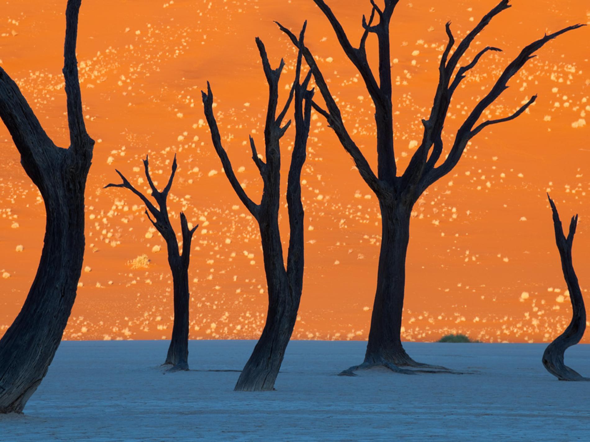 Camel Thorn Trees, Namibia