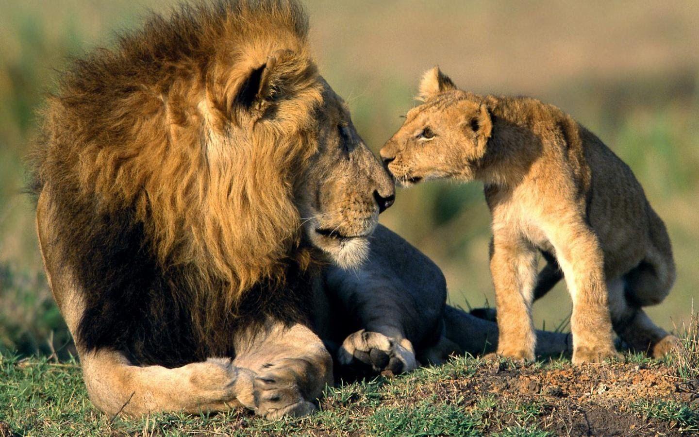 Africa Lions: Documentary on the Lions of South Africa's Kruger