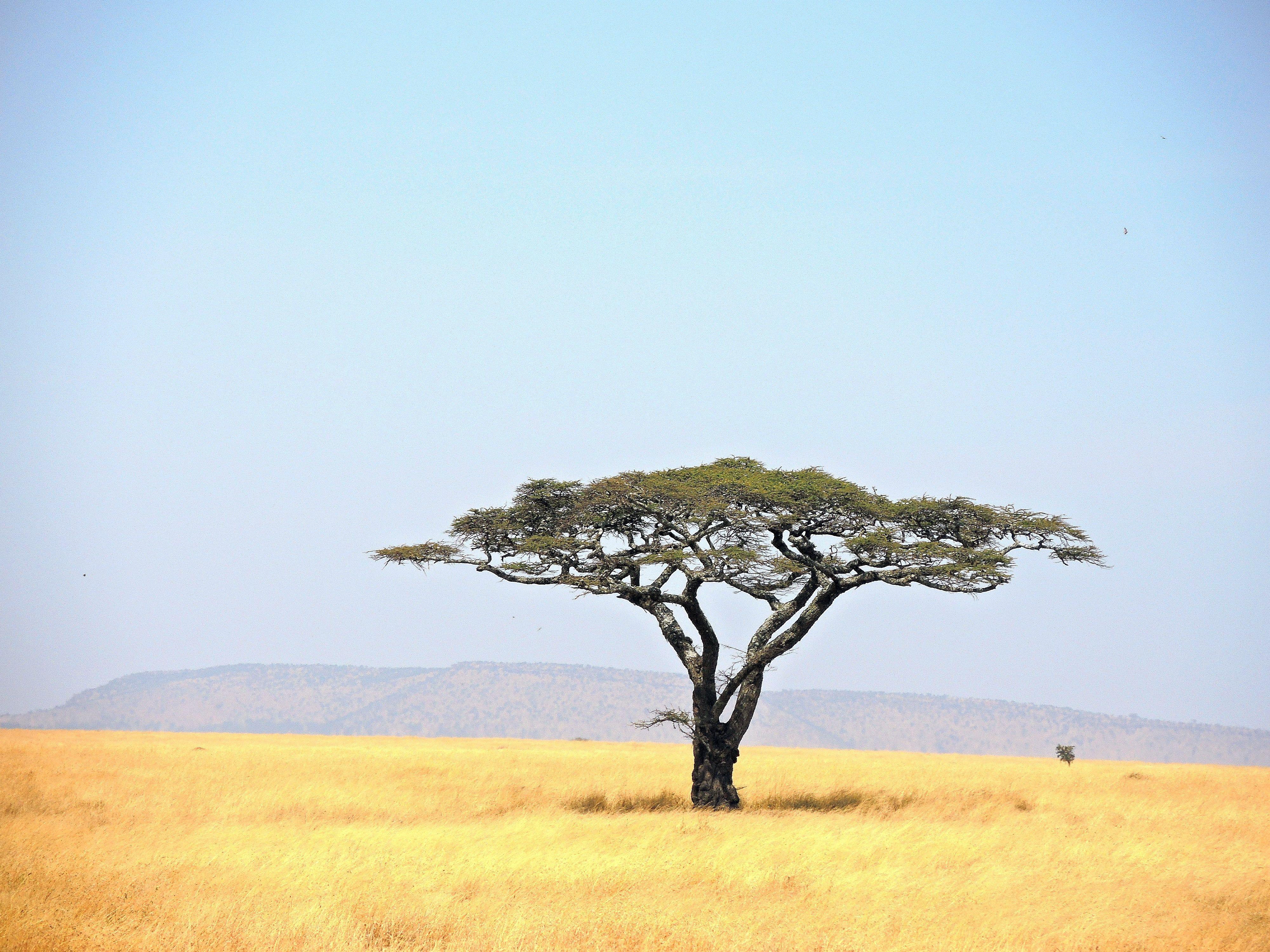 Green leaf tree in grass field, tanzania, serengeti national park