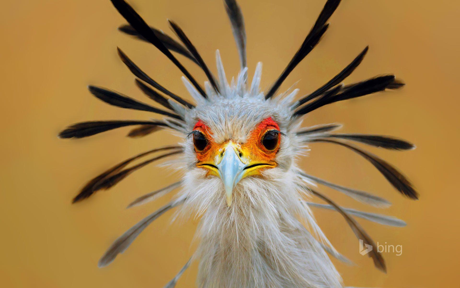 Secretary bird, Kruger National Park, South Africa © Johannes