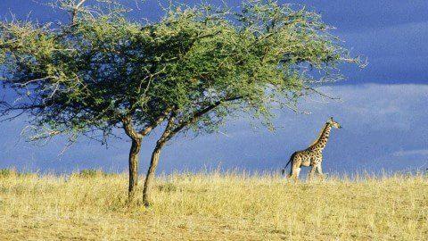 Animals, leopard, africa, national park, kenya