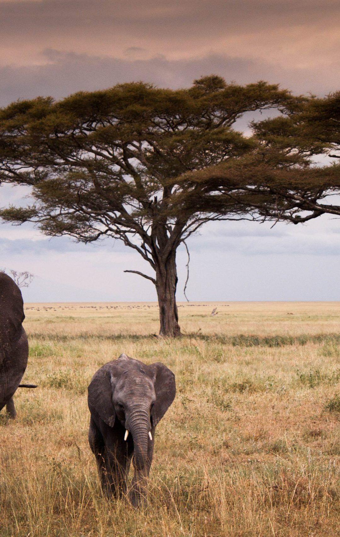 Download Serengeti National Park Wallpaper for desktop, mobile