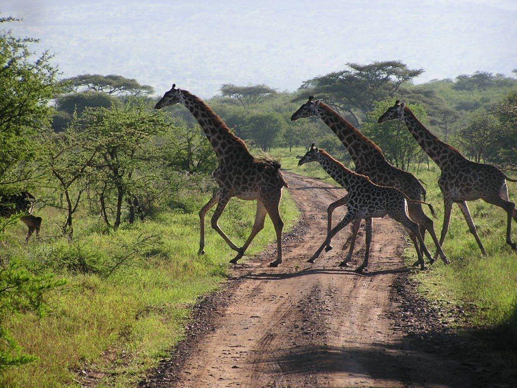 Safari Serengeti, Tanzania HD
