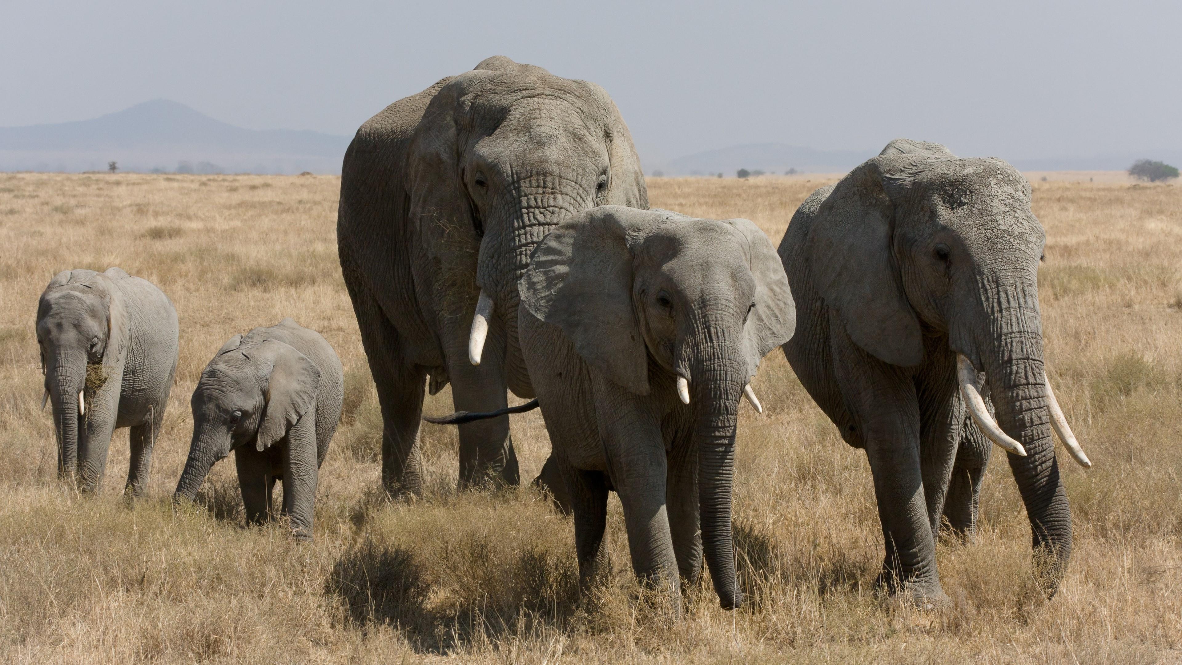 Elephant Family National Park, Tanzania Wallpaper