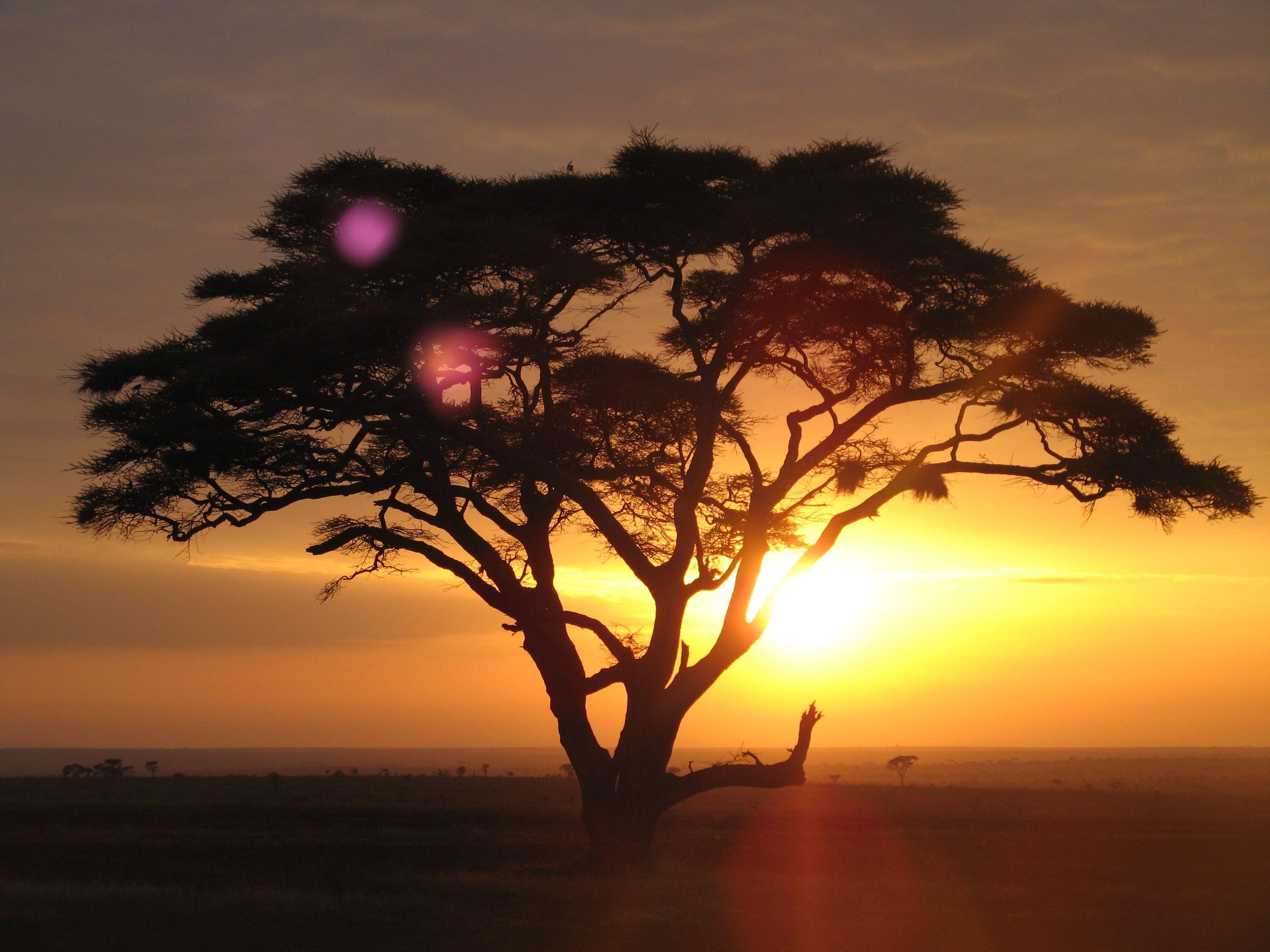 Acacia tree on a sunrise safari at the Serengeti National