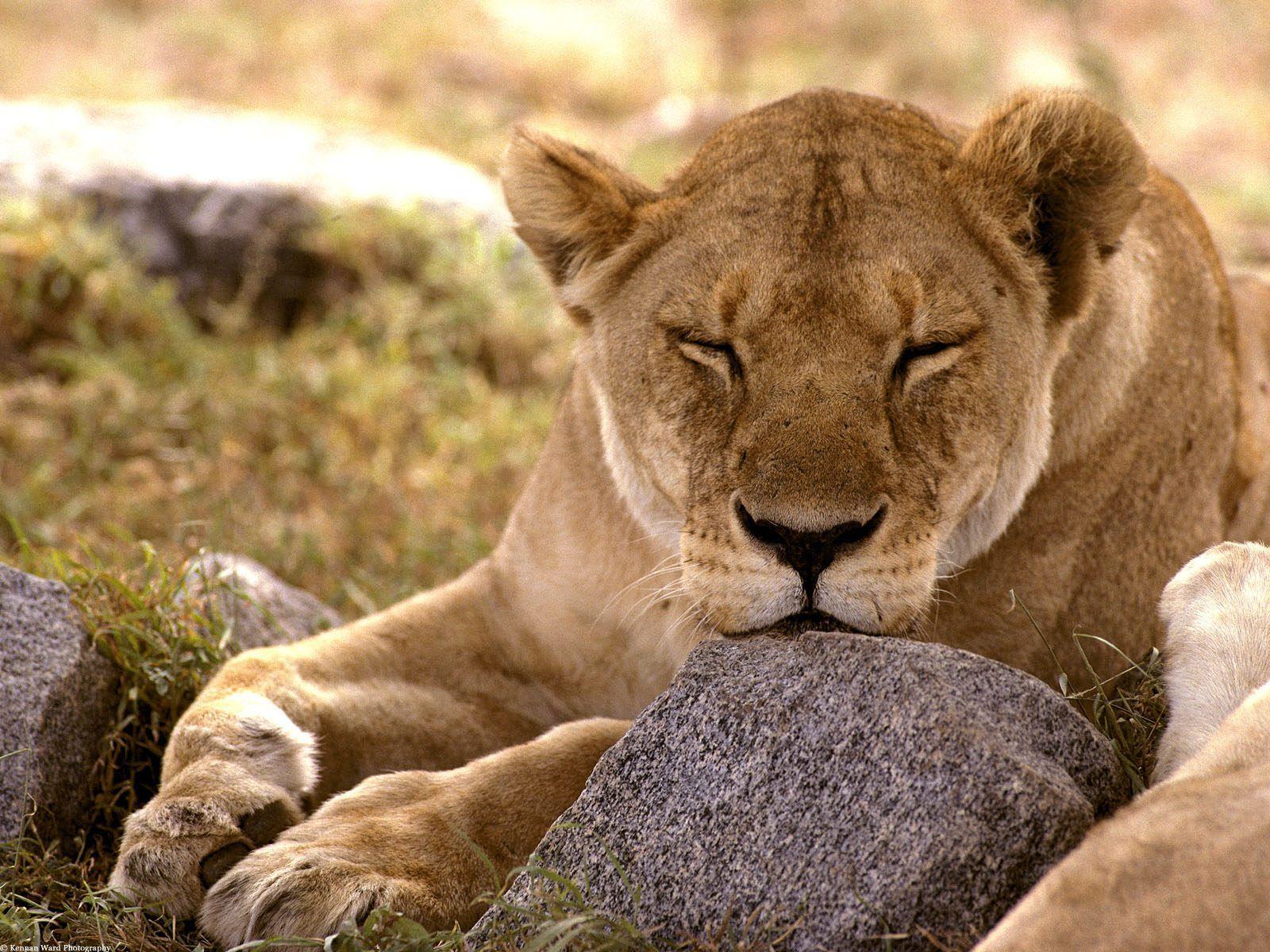 Nature at Its Best: 50 Photo of Serengeti National Park Tanzania