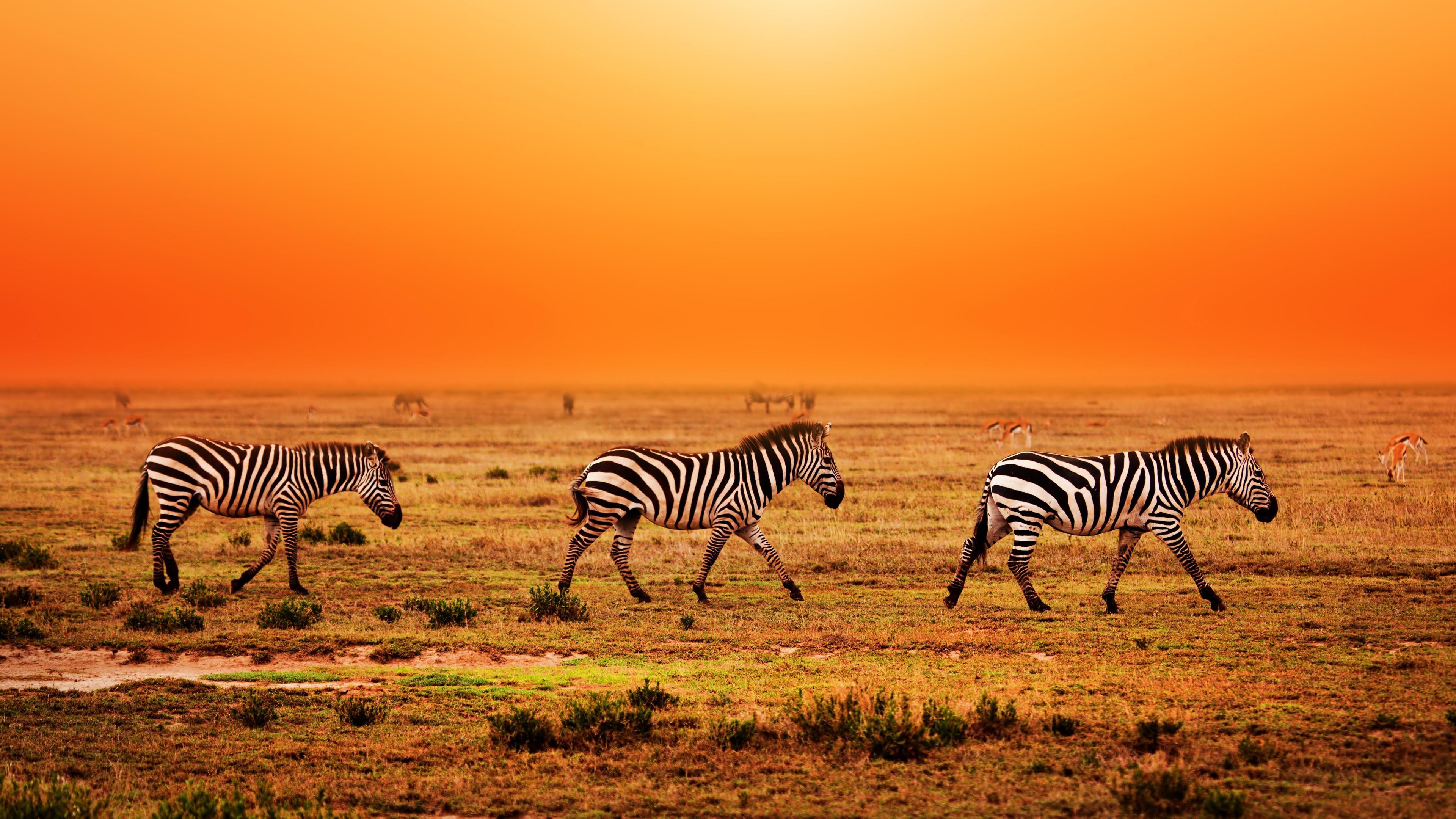 Serengeti National Park Tanzania Wallpaper