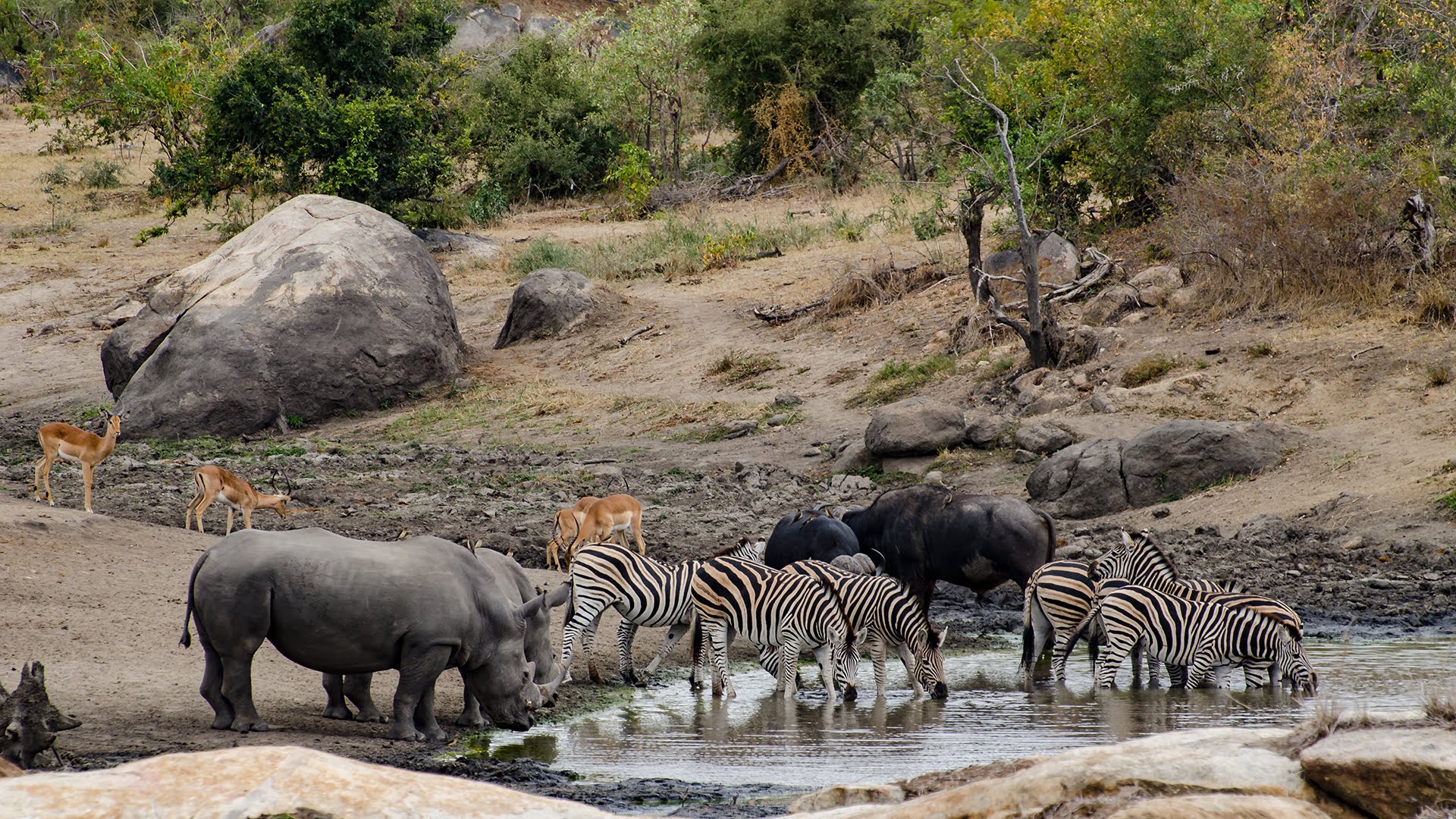 Kruger National Park Wallpapers Wallpaper Cave