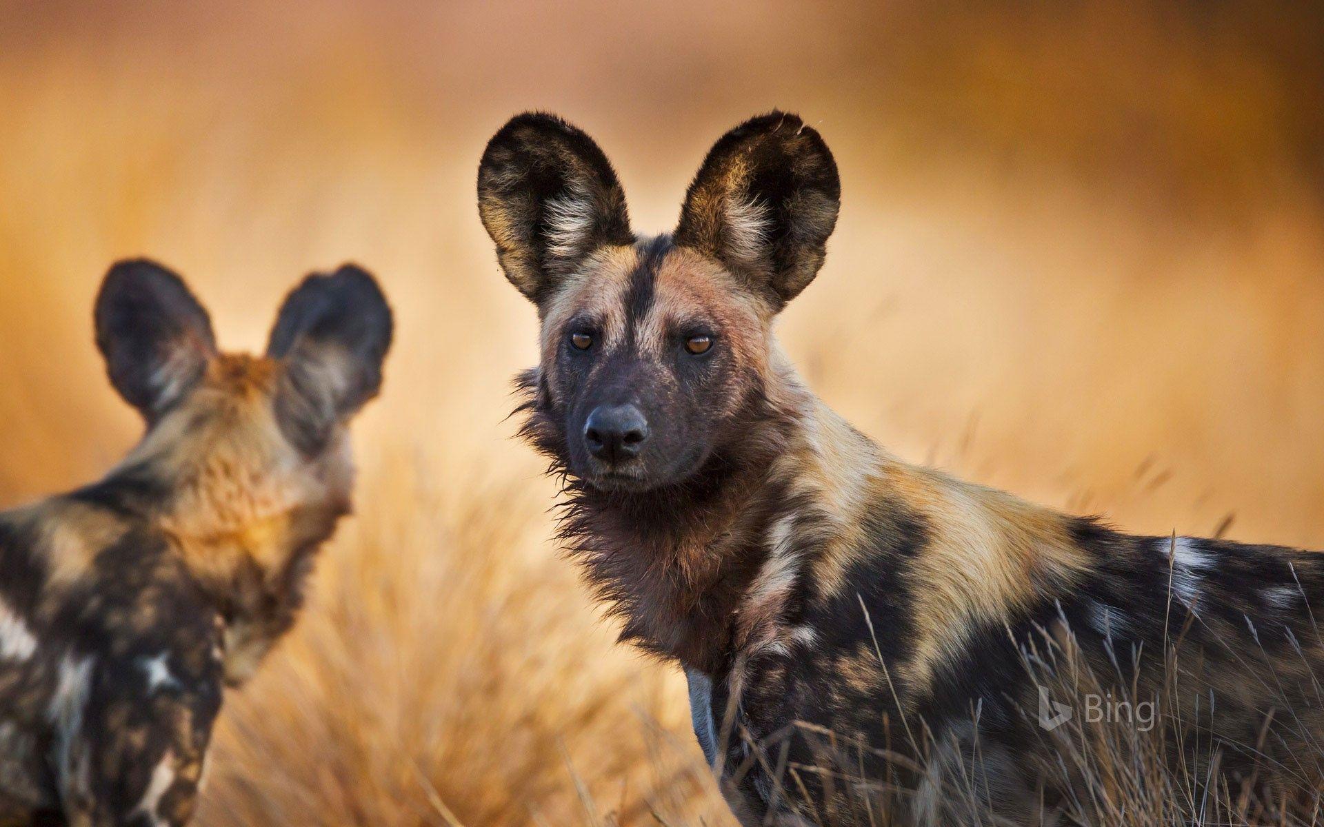 African wild dogs in Kruger National Park, South Africa © Richard