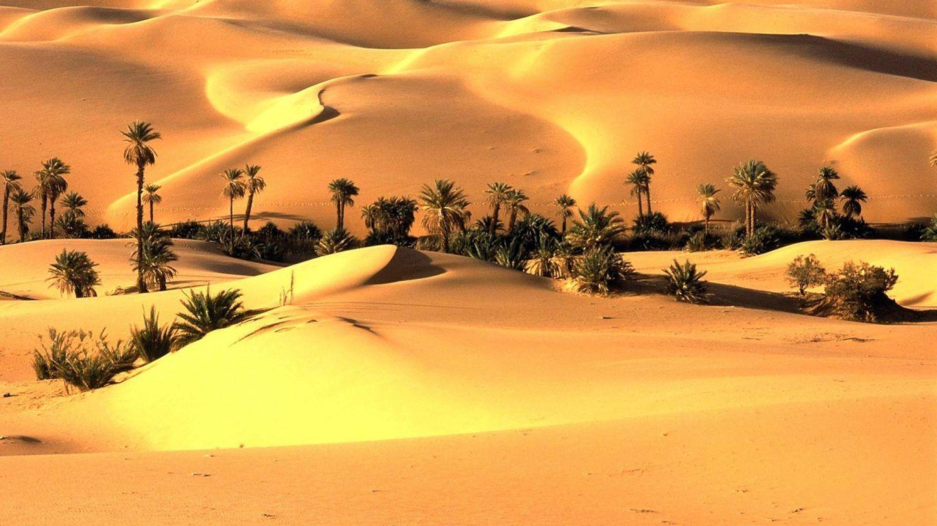 Desert Namib Naukluft Landscape Tree Namibia Park Africa Photo
