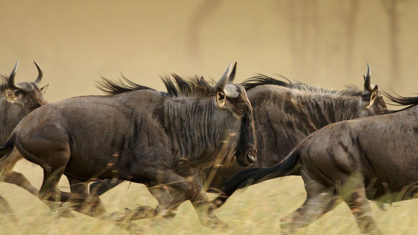 Blue wildebeests on the Musabi Plains in the Serengeti National