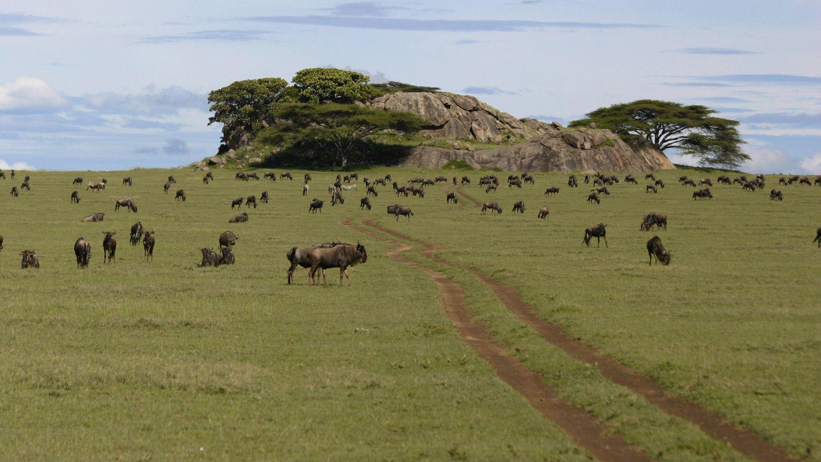 Serengeti National Park to the Wildlife Park In The World