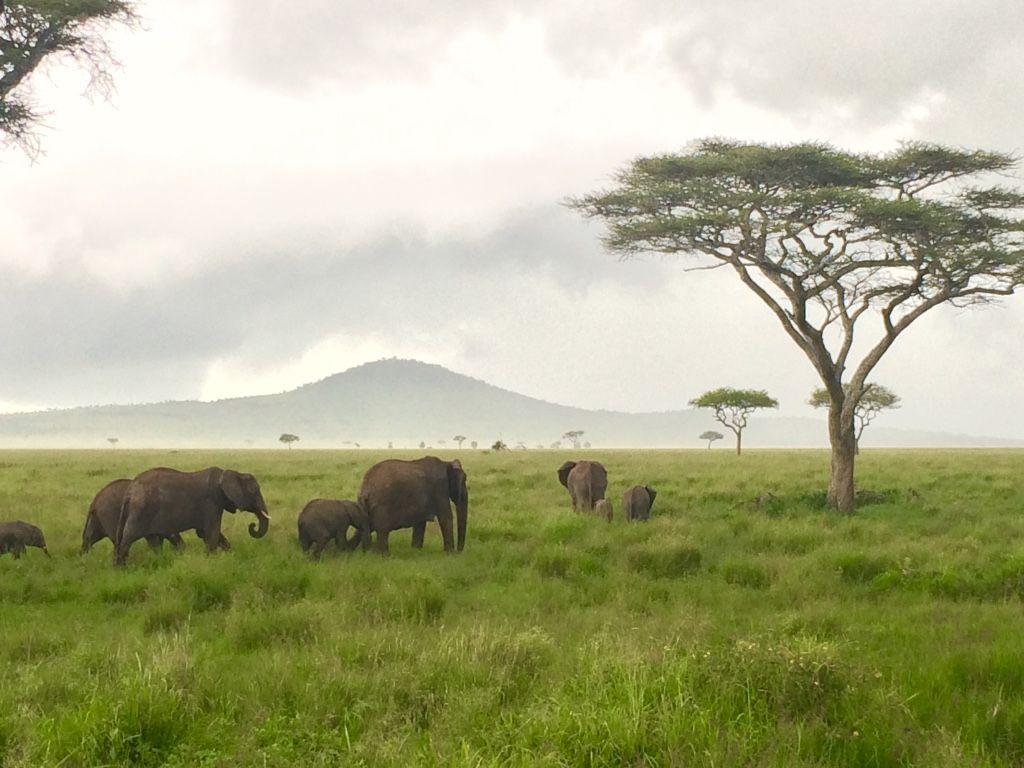 Connie's World Adventure!: Serengeti National Park, Tanzania