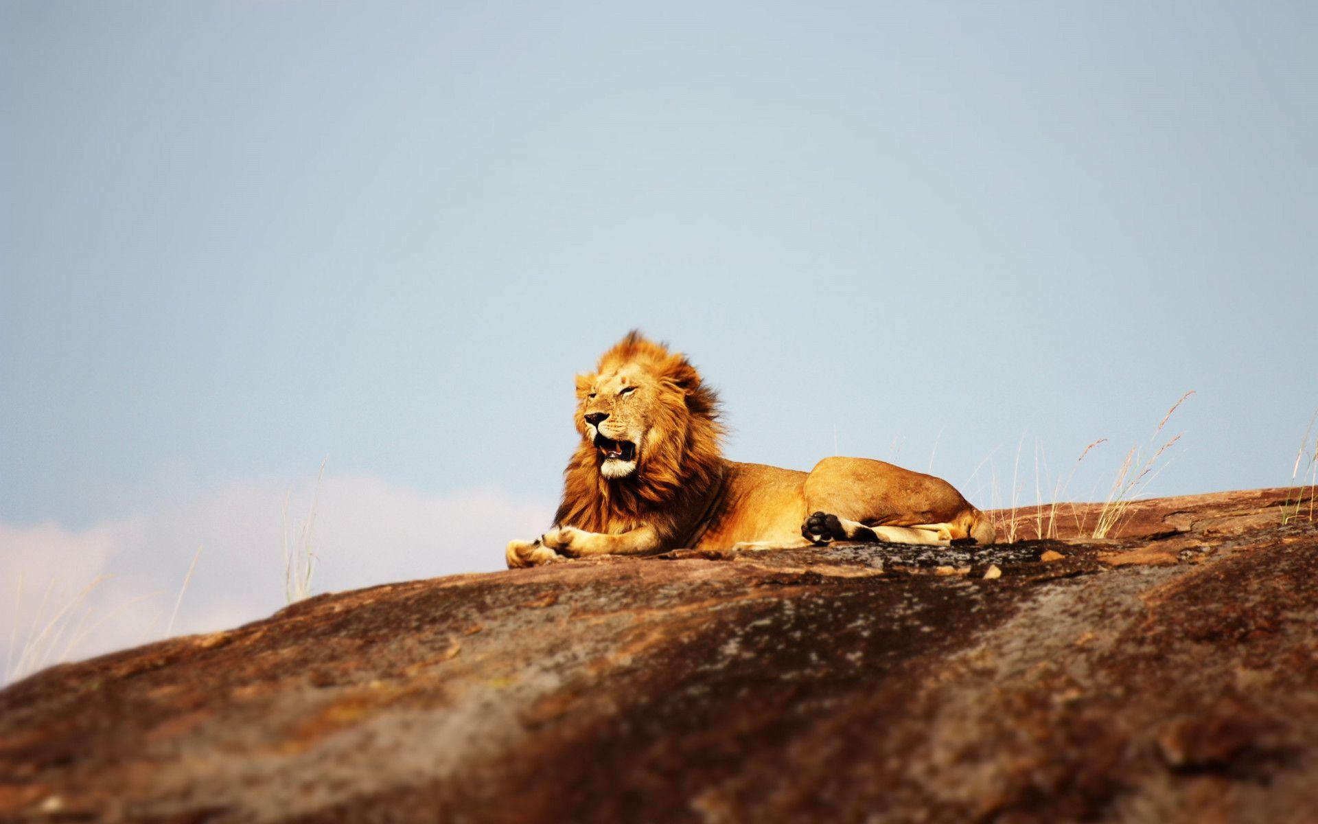 Lion in Serengeti National Park 1920x1200 Wallpaper. Desktop