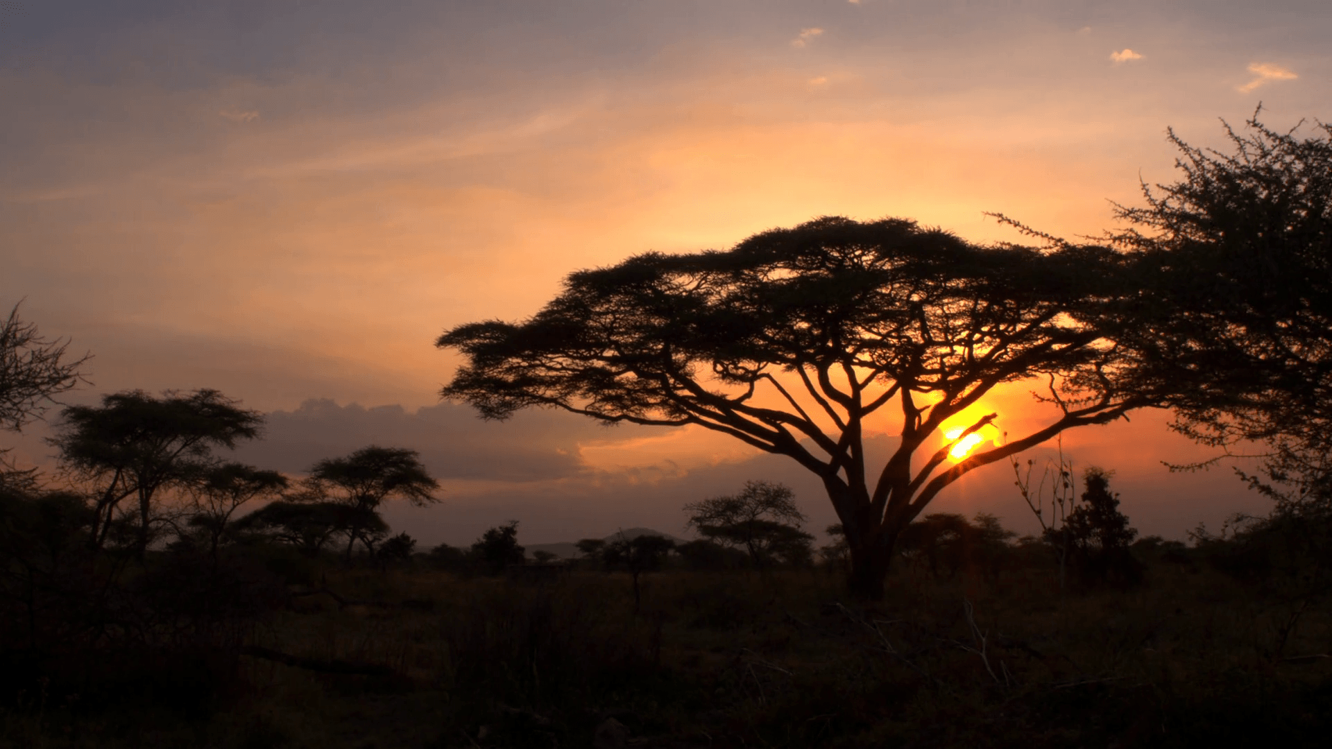 Breathtaking Serengeti National Park woodland at dreamy golden