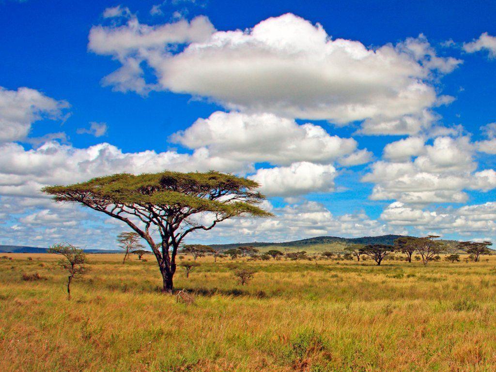 Serengeti National Park, Tanzania. Webshots