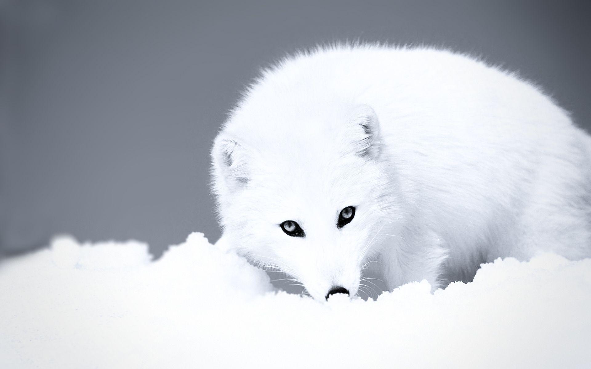 Wallpaper.wiki Cute Arctic Fox Background 1 PIC WPC003221