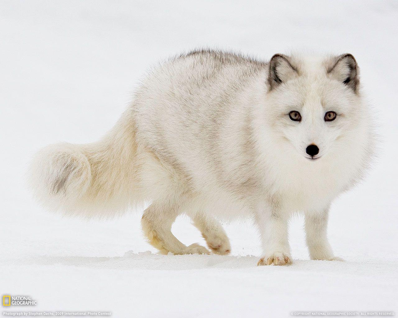 Arctic Fox Wallpaper. HD Wallpaper Base. animals