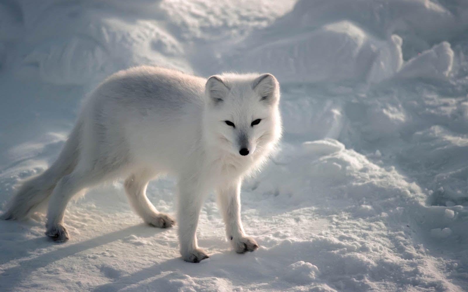 arctic fox wallpaper arctic fox desktop wallpaper arctic fox