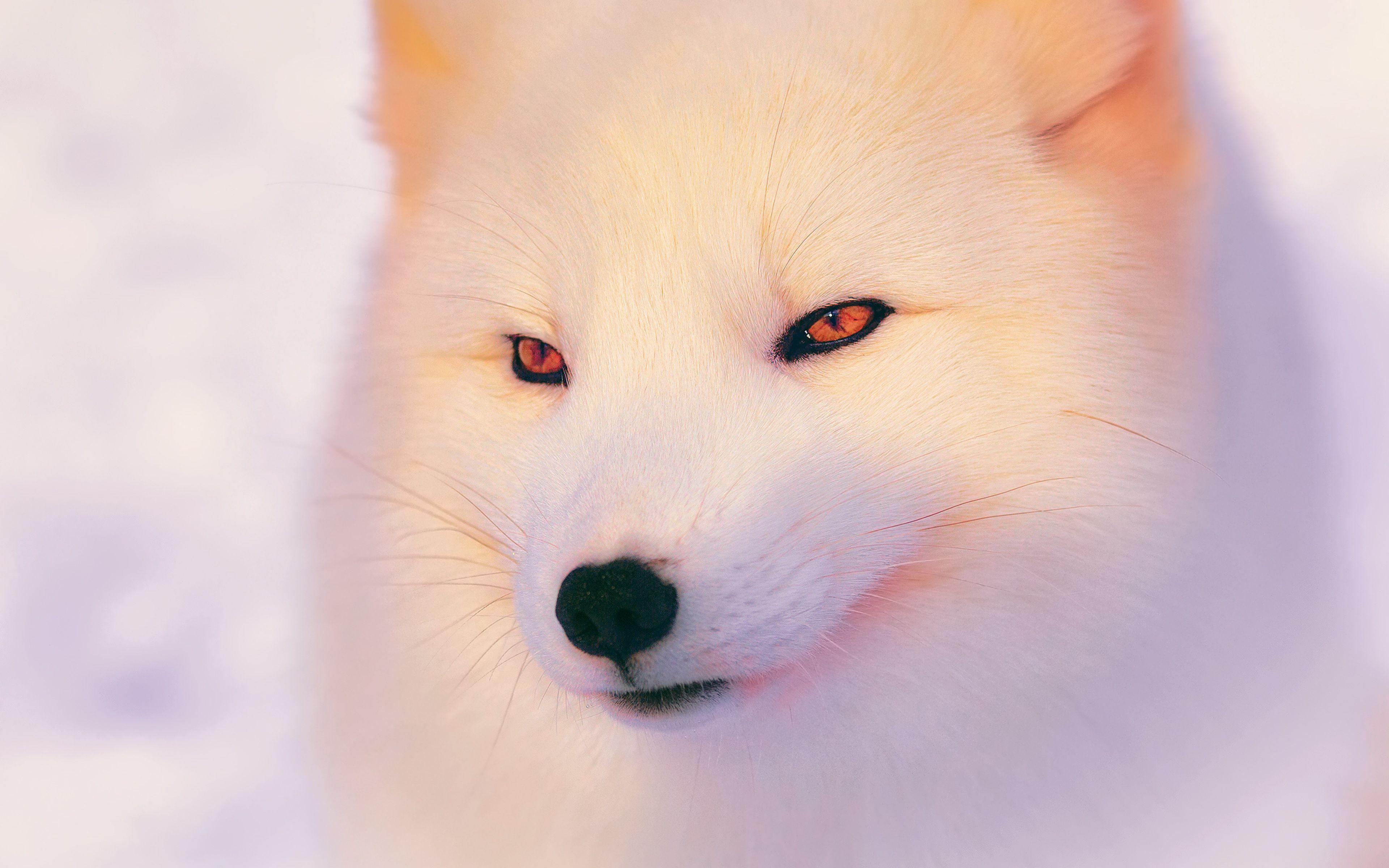 Ultra HD 4K Arctic fox Wallpaper HD, Desktop Background