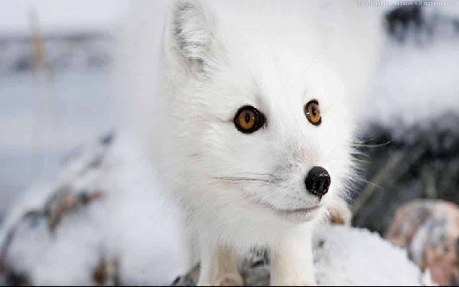 Beautiful Wallpaper for Desktop: Arctic fox HD Wallpaper