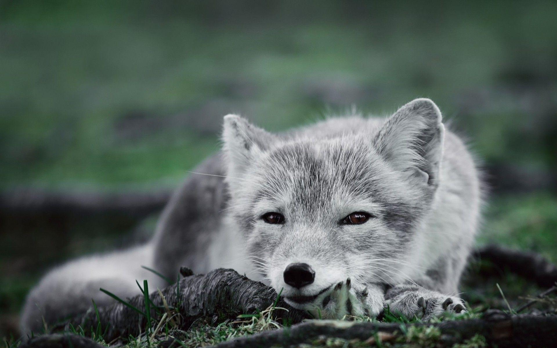 Arctic Fox Wallpaper HD Download